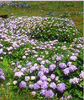 RELÓGIO HORTÊNSIAS DO AÇORES
